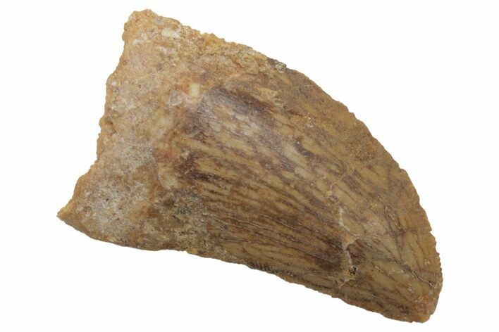 Bargain, Fossil Carcharodontosaurus Tooth - Real Dinosaur Tooth #212489